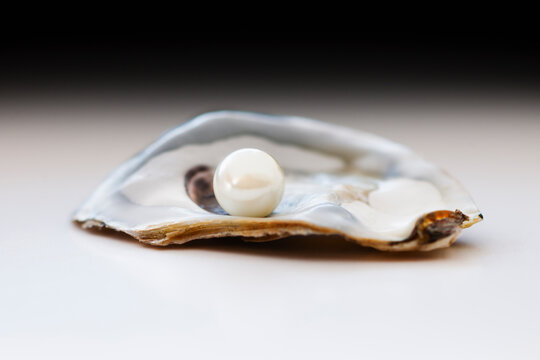 Studio shot of pearl in oyster