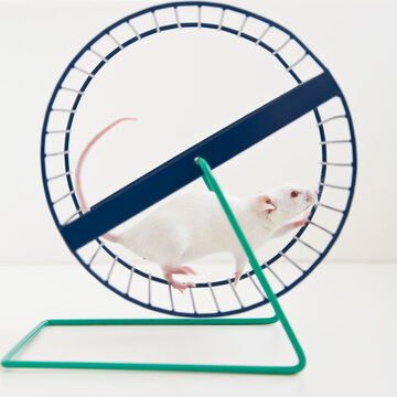 Studio shot of white mouse in exercise wheel