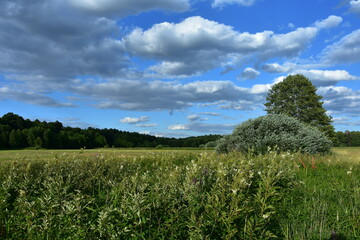 Fototapeta na wymiar pejaż z łąką i chmurami
