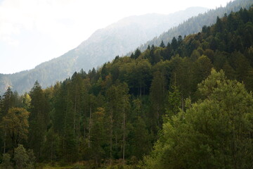 Landscape photography of forest in Ammergauer Alps