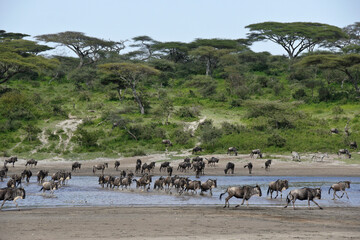 Fototapeta na wymiar Wildebeests crossing water, Ndutu, Ngorongoro Conservation Area, Tanzania