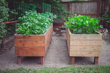 Wooden Raised Vegetable Garden Beds with Potato and Strawberry Plants Growing