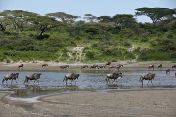 Naklejka na ściany i meble Wildebeests crossing water, Ndutu, Ngorongoro Conservation Area, Tanzania