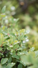 Blurred image out of focus conifer tree background