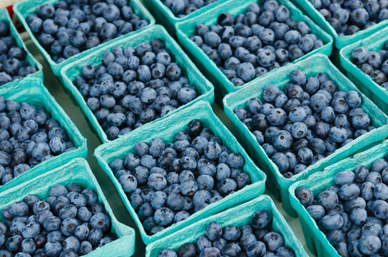 Rows of blueberries in cartons