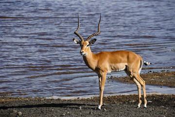 Male impala standing on the shore of Lake Masek, Ndutu, Ngorongoro Conservation Area, Tanzania