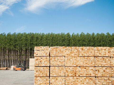 Orderly stack of timber in tree farm