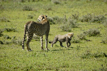 Naklejka na ściany i meble Female cheetah and cub, Ndutu, Ngorongoro Conservation Area, Tanzania