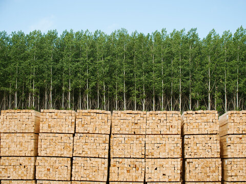 Orderly stacks of timber in timber plantation