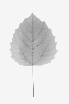 Bigtooth Aspen Leaf