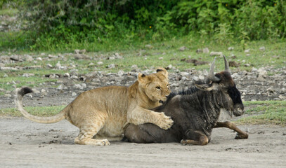 Young lion not sure how to handle a sick young wildebeest that collapsed in the road, Ndutu,...