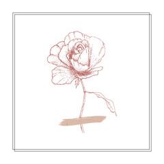 Rose vector illustration with brush strokes and frame line