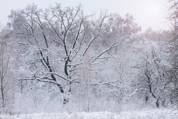 snow covered with fluffy soft snow