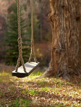 USA, Colorado, Empty swing hanging from tree
