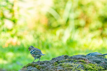 Green and yellow songbird, Detailed Greenfinch standing on a big rock. In the background special green and yellow bokeh