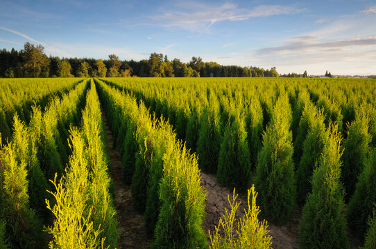 USA, Oregon, Marion County, Plant nursery