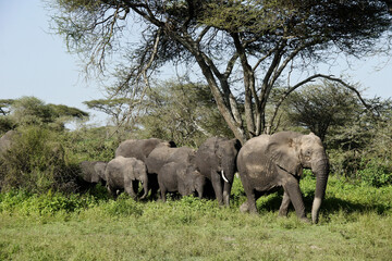Fototapeta na wymiar Herd of muddy elephants, led by a tuskless female, coming through acacia trees, Ndtu, Ngorongoro Conservation Area, Tanzania