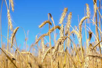 Rye harvest. Ripe ears of rye in the field.