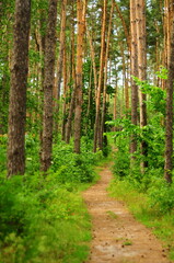 Obraz premium path in the forest