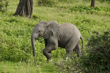 Fotobehang Elephant calf, Ndutu, Ngorongoro Conservation Area, Tanzania © Michele Burgess