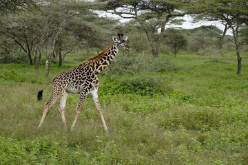 Naklejka na ściany i meble Young Masai giraffe walking through acacia woodland, Ndutu, Ngorongoro Conservation Area, Tanzania