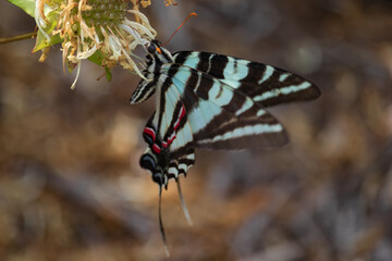 Zebra Swallowtail, butterfly close-up