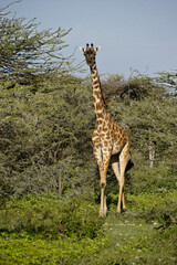 Masai giraffe among acacia trees, Ndutu, Ngorongoro Conservation Area, Tanzania