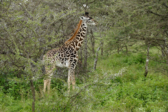 Young Masai giraffe standing among acacia trees, Ndutu, Ngorongoro Conservation Area, Tanzania