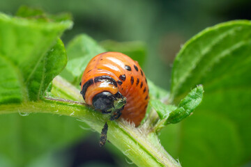 Colorado potato beetle larvae eats potato leaves, damaging agriculture