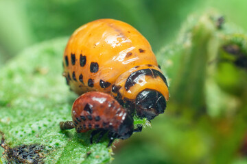 Colorado potato beetle larvae eats potato leaves, damaging agriculture