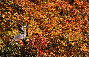 Great Blue Heron (Ardea herodias) in an Autumn Maple tree.  Shot in Kitchener, Ontario, Canada.