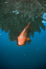 orange fish in the water