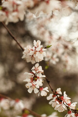 cherry blossom in spring