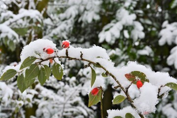 Red berries of rose hip or dog rose covered in fluffy snow. 