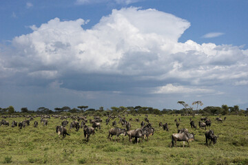 Naklejka premium Wildebeests grazing in Ngorongoro Conservation Area (Ndutu), Tanzania, with rain in the distance