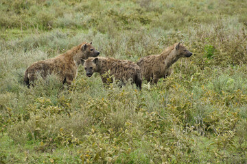 Spotted hyenas, Ngorongoro Conservation Area (Ndutu), Tanzania
