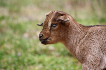 close up of a goat