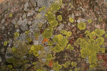 Lichen