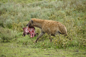 Pregnant spotted hyena carrying rib cage of wildebeest, Ngorongoro Conservation Area (Ndutu), Tanzania