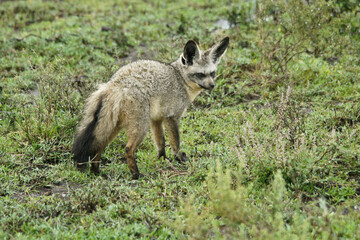 Bat-eared fox, Ngorongoro Conservation Area (Ndutu), Tanzania