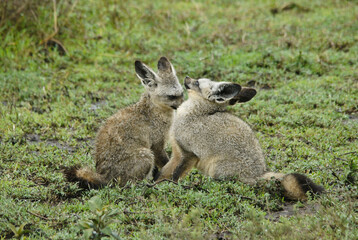 Bat-eared foxes grooming each other, Ngorongoro Conservation Area (Ndutu), Tanzania