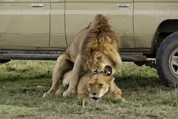 Lions mate in the shade of a safari vehicle on a hot day at Ndutu, in Tanzania's Ngorongoro Conservation Area.
