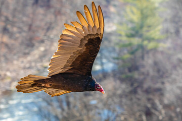 Wild vulture flying wings spread at sunset