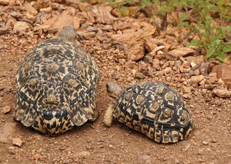 Leopard tortoise with offspring, Serengeti National Park, Tanzania
