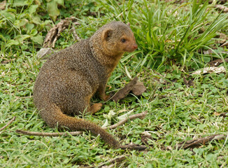 Eastern dwarf mongoose, Serengeti National Park, Tanzania