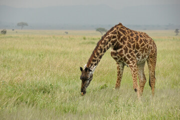 Masai giraffe browsing on shrubs in long grass, Serengeti National Park, Tanzania