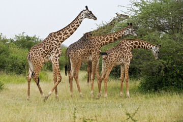 Naklejka na ściany i meble Masai giraffes browsing on acacia tree, Serengeti National Park, Tanzania