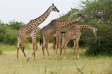 Gordijnen Masai giraffes browsing on acacia tree, Serengeti National Park, Tanzania © Michele Burgess