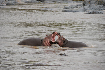 Hippos play-fighting in river, Serengeti National Park, Tanzania - obrazy, fototapety, plakaty