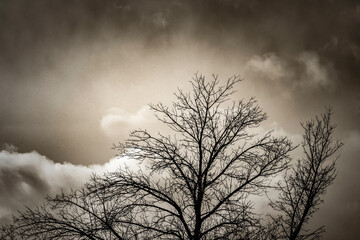 Silhouetted Tree, Dark Sky